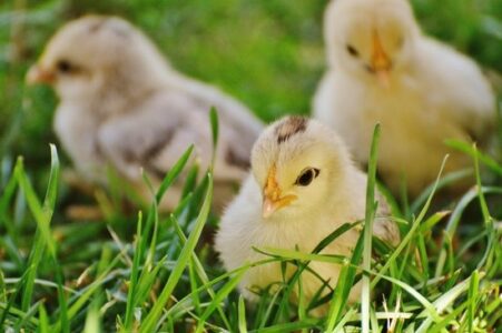 Tips for Raising Baby Chicks Image